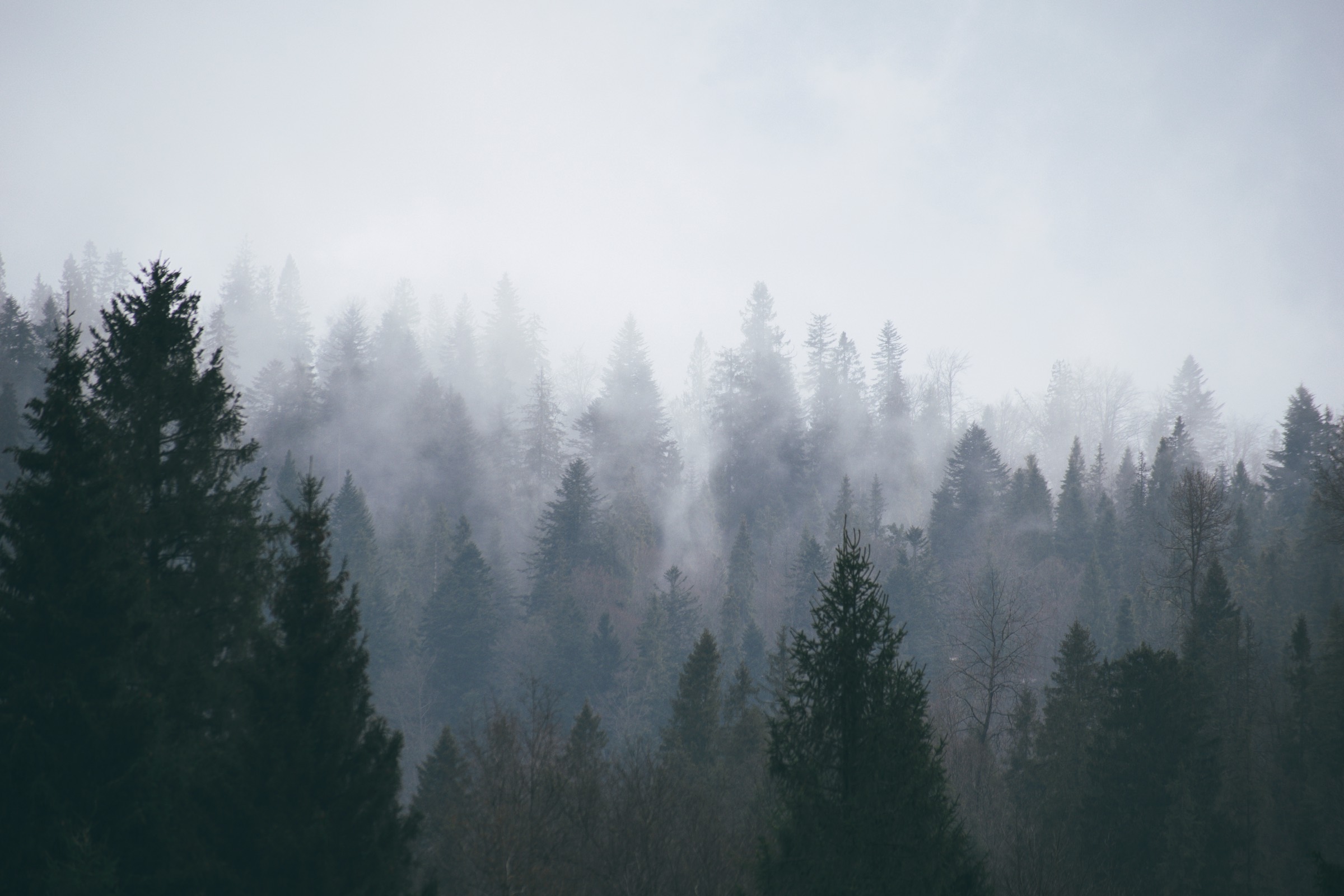 Nadelbäume eines Waldes verschwinden in dichtem Nebel